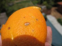 image of orange