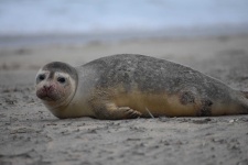 image of animal