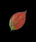 image of leaf
