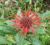 image of flower