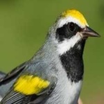image of bird