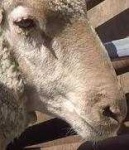 image of animal