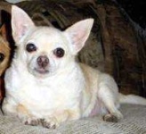 image of animal