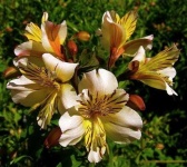 image of flower