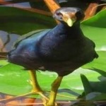 image of bird