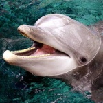 image of animal
