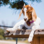image of animal