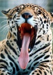 image of jaguar_car