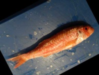 image of fish