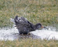 image of redshank