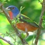 image of bird