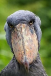 image of stork