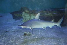 image of hammerhead
