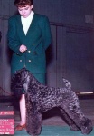 image of kerry_blue_terrier