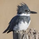 image of bird