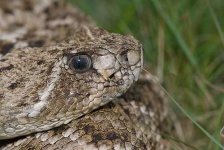 image of diamondback