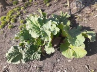 image of damage_to_cabbage_leaves