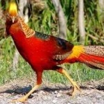 image of bird