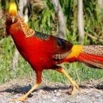 image of golden_pheasant #14