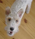 image of lakeland_terrier