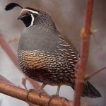 image of bird