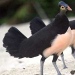 image of bird