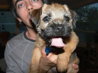 image of border_terrier
