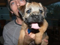 image of border_terrier #28