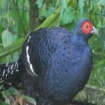 image of bird