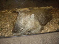 image of wombat