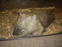 image of wombat #29