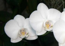 image of moon_orchid #27