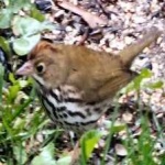 image of bird