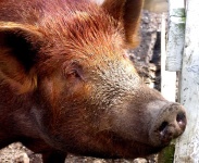 image of pig #25