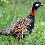 image of black_francolin #34