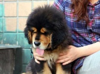 image of tibetan_mastiff #28