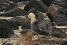 image of albatross
