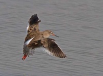 image of redshank