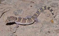 image of banded_gecko