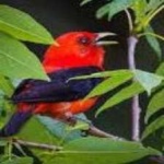 image of bird