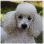 image of poodle #26