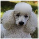 image of animal