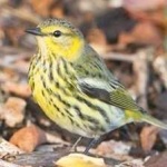 image of bird