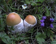 image of mushrooms