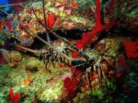 image of spiny_lobster