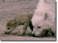 image of white_wolf
