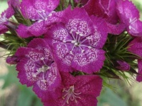 image of flower