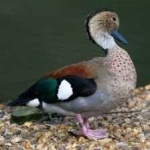 image of teal_duck #18