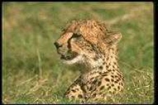 image of animal