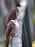 image of bulbul